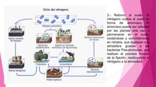 3.- Retorno al suelo. El
nitrógeno vuelve al suelo en
forma de amoníaco. El
amoníaco puede ser utilizado
por las plantas otra vez, o
permanecer en el suelo,
oxidándose y convirtiéndose
en nitratos, que regresan a la
atmósfera gracias a las
bacterias Pseudomonas, que
realizan el proceso inverso
de la fijación, restituyendo el
nitrógeno a la atmósfera.
 