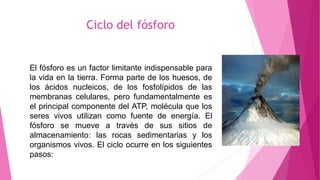 Ciclo del fósforo
El fósforo es un factor limitante indispensable para
la vida en la tierra. Forma parte de los huesos, de
los ácidos nucleicos, de los fosfolípidos de las
membranas celulares, pero fundamentalmente es
el principal componente del ATP, molécula que los
seres vivos utilizan como fuente de energía. El
fósforo se mueve a través de sus sitios de
almacenamiento: las rocas sedimentarias y los
organismos vivos. El ciclo ocurre en los siguientes
pasos:
 