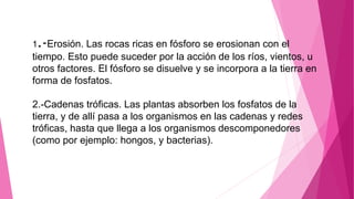 1.-Erosión. Las rocas ricas en fósforo se erosionan con el
tiempo. Esto puede suceder por la acción de los ríos, vientos, u
otros factores. El fósforo se disuelve y se incorpora a la tierra en
forma de fosfatos.
2.-Cadenas tróficas. Las plantas absorben los fosfatos de la
tierra, y de allí pasa a los organismos en las cadenas y redes
tróficas, hasta que llega a los organismos descomponedores
(como por ejemplo: hongos, y bacterias).
 