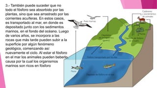 3.- También puede suceder que no
todo el fósforo sea absorbido por las
plantas, sino que sea arrastrado por las
corrientes acuíferas. En estos casos,
es transportado al mar, en donde es
depositado junto con los sedimentos
marinos, en el fondo del océano. Luego
de varios años, se incorpora a las
rocas que más tarde pueden subir a la
superficie por algún fenómeno
geológico, comenzando así
nuevamente el ciclo. Al estar el fósforo
en el mar los animales pueden beberlo,
causa por la cual los organismos
marinos son ricos en fósforo
 