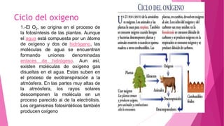 Ciclo del oxigeno
1.-El O2, se origina en el proceso de
la fotosíntesis de las plantas. Aunque
el agua está compuesta por un átomo
de oxígeno y dos de hidrógeno, las
moléculas de agua se encuentran
formando uniones denominadas
enlaces de hidrógeno. Aun así,
existen moléculas de oxígeno gas
disueltas en el agua. Estas suben en
el proceso de evotranspiración a la
atmósfera. En las partes muy altas de
la atmósfera, los rayos solares
descomponen la molécula en un
proceso parecido al de la electrólisis.
Los organismos fotosintéticos también
producen oxígeno
 