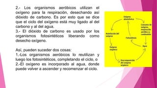 2.- Los organismos aeróbicos utilizan el
oxígeno para la respiración, desechando así
dióxido de carbono. Es por esto que se dice
que el ciclo del oxígeno está muy ligado al del
carbono y al del agua.
3.- El dióxido de carbono es usado por los
organismos fotosintéticos liberando como
desecho oxígeno.
Así, pueden suceder dos cosas:
1.-Los organismos aeróbicos lo reutilizan y
luego los fotosintéticos, completando el ciclo, o
2.-El oxígeno es incorporado al agua, donde
puede volver a ascender y recomenzar el ciclo.
 
