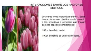 Los seres vivos interactúan entre si. Estas
interacciones son clasificadas de acuerdo
a los beneficios o perjuicios que traigan
para las especies consideradas:
Con beneficio mutuo
Con beneficio de una sola especie.
INTERACCIONES ENTRE LOS FACTORES
BIÓTICOS
 