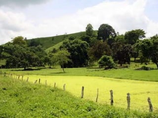 Ecosistema terrestre