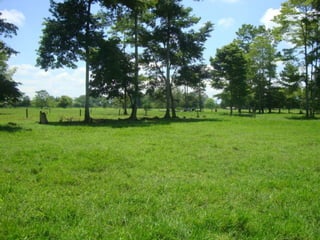 Ecosistema terrestre