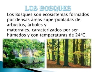Los Bosques son ecosistemas formados
por densas áreas superpobladas de
arbustos, árboles y
matorrales, caracterizados por ser
húmedos y con temperaturas de 24ºC.
 