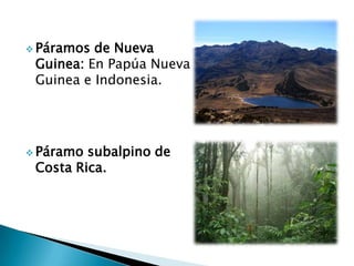  Páramos de Nueva
Guinea: En Papúa Nueva
Guinea e Indonesia.
 Páramo subalpino de
Costa Rica.
 