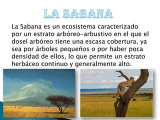 La Sabana es un ecosistema caracterizado
por un estrato arbóreo-arbustivo en el que el
dosel arbóreo tiene una escasa cobertura, ya
sea por árboles pequeños o por haber poca
densidad de ellos, lo que permite un estrato
herbáceo continuo y generalmente alto.
 
