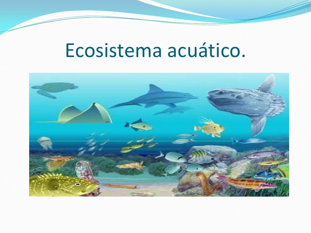 Tipos de ecosistemas acuaticos terrestres y mixtos ac vrogue co