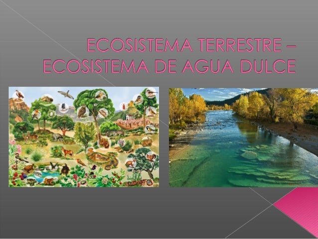 Ecosistema terrestre – y de agua dulce