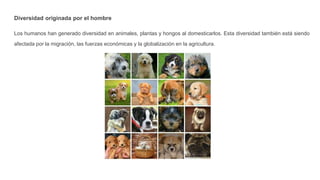 Diversidad originada por el hombre
Los humanos han generado diversidad en animales, plantas y hongos al domesticarlos. Esta diversidad también está siendo
afectada por la migración, las fuerzas económicas y la globalización en la agricultura.
 