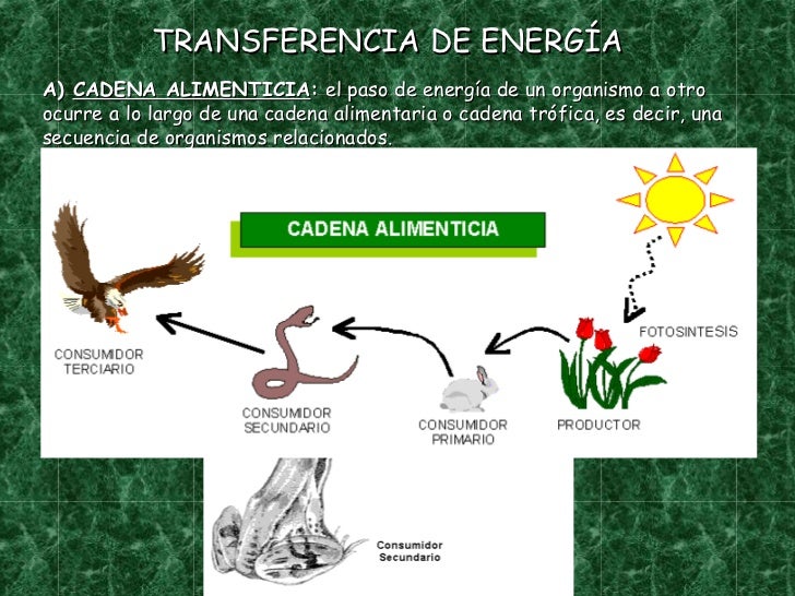 cadenas troficas en ecosistemas ecosistema y cadenas tr 243 ficas cadenas troficas en ecosistemas ecosistema y cadenas tr 243 ficas