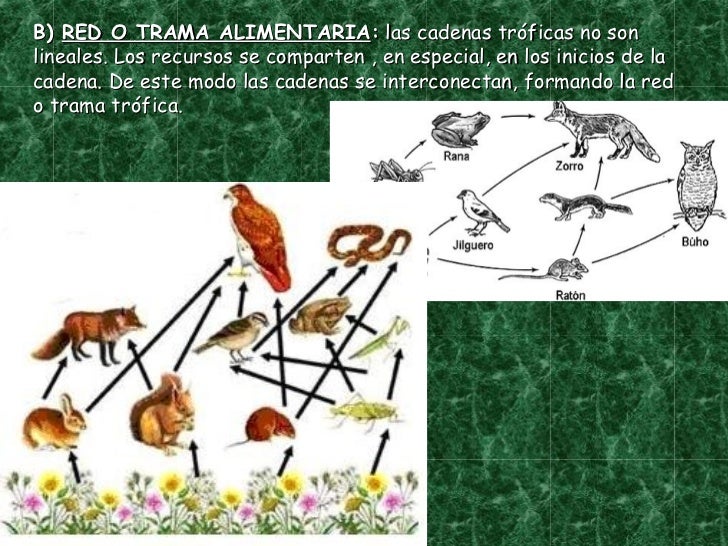 cadenas troficas ecologia ecosistema y cadenas tr 243 ficas cadenas troficas ecologia ecosistema y cadenas tr 243 ficas