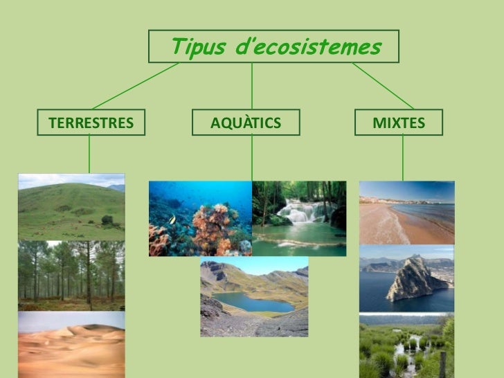 Ecosistemes