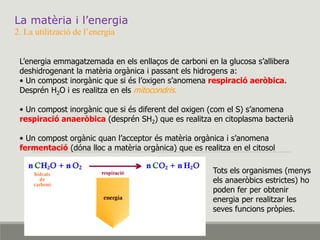 La matèria i l’energia
2. La utilització de l’energia
L’energia emmagatzemada en els enllaços de carboni en la glucosa s’allibera
deshidrogenant la matèria orgànica i passant els hidrogens a:
• Un compost inorgànic que si és l’oxigen s’anomena respiració aeròbica.
Desprén H2O i es realitza en els mitocondris.
• Un compost inorgànic que si és diferent del oxigen (com el S) s’anomena
respiració anaeròbica (desprén SH2) que es realitza en citoplasma bacterià
• Un compost orgànic quan l’acceptor és matèria orgànica i s’anomena
fermentació (dóna lloc a matèria orgànica) que es realitza en el citosol
Tots els organismes (menys
els anaeròbics estrictes) ho
poden fer per obtenir
energia per realitzar les
seves funcions pròpies.
 