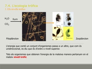 7.4. L’ecologia tròfica
1. Els nivells tròfics
H2O
CO2
llum
Fitoplàncton Zooplàncton
L’energia que conté un conjunt d’organismes passa a un altre, que com és
unidireccional, es diu que és d’ordre o nivell superior.
Tots els organismes que obtenen l’energia de la mateixa manera pertanyen en el
mateix nivell tròfic
 