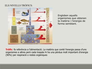 ELS NIVELLS TRÒFICS:
Tròfic: fa referència a l’alimentació. La matèria que conté l’energia passa d’uns
organismes a altres però cada traspàs hi ha una pèrdua molt important d’energia
(90%) per respiració o restes orgàniques
Engloben aquells
organismes que obtenen
la matèria i l’energia de
forma semblant.
 