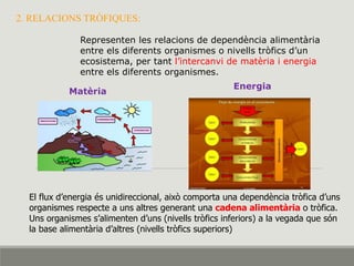 2. RELACIONS TRÒFIQUES:
El flux d’energia és unidireccional, això comporta una dependència tròfica d’uns
organismes respecte a uns altres generant una cadena alimentària o tròfica.
Uns organismes s’alimenten d’uns (nivells tròfics inferiors) a la vegada que són
la base alimentària d’altres (nivells tròfics superiors)
Representen les relacions de dependència alimentària
entre els diferents organismes o nivells tròfics d’un
ecosistema, per tant l’intercanvi de matèria i energia
entre els diferents organismes.
Matèria
Energia
 