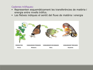 Cadenes tròfiques:
 Representen esquemàticament les transferències de matèria i
energia entre nivells tròfics.
 Les fletxes indiques el sentit del fluxe de matèria i energia
 