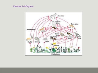 Xarxes tròfiques:
 