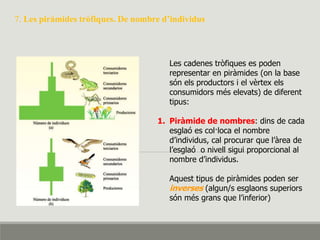 7. Les piràmides tròfiques. De nombre d’individus
Les cadenes tròfiques es poden
representar en piràmides (on la base
són els productors i el vèrtex els
consumidors més elevats) de diferent
tipus:
1. Piràmide de nombres: dins de cada
esglaó es col·loca el nombre
d’individus, cal procurar que l’àrea de
l’esglaó o nivell sigui proporcional al
nombre d’individus.
Aquest tipus de piràmides poden ser
inverses (algun/s esglaons superiors
són més grans que l’inferior)
 