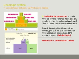 L’ecologia tròfica
7. Les piràmides tròfiques. De Producció o energia
7. Piràmide de producció: en cada
nivell es col·loca l’energia neta, és a dir,
aquella que queda a disposició del nivell
tròfic superior sense alterar l’ecosistema.
Aquest tipus de piràmide no pot ser
inversa, per què del que s’alimenta un
nivell únicament es queda un 10%
aproximadament (llei del 10%)
Producció = D Biomassa/ Temps
 