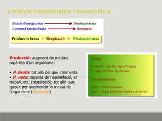 L’energia endosomàtica i exosomàtica
Producció: augment de matèria
orgànica d’un organisme:
• P. bruta: tot allò del que s’alimenta
• P. neta: després de l’assimilació, el
treball, etc. (respiració); tot allò que
queda per augmentar la massa de
l’organisme (biomassa)
 