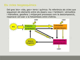 Els cicles biogeoquímics
Del grec bio= vida, geo= terra i química. Fa referència als cicles que
segueixen els elements entre els éssers vius i l’ambient ( atmosfera
i hidrosfera, geosfera ) mitjançant processos com la descomposició,
respiració cel·lular o la fotosíntesis entre d’altres.
 
