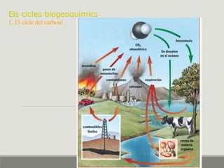 Els cicles biogeoquímics
1. El cicle del carboni
 