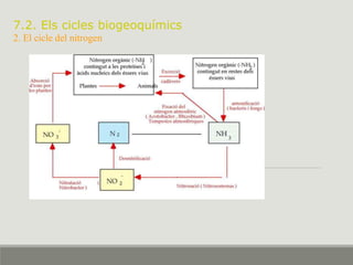 7.2. Els cicles biogeoquímics
2. El cicle del nitrogen
 