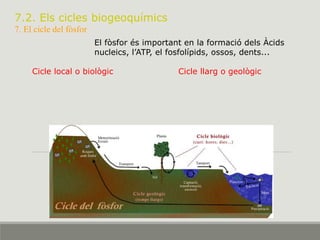 7.2. Els cicles biogeoquímics
7. El cicle del fòsfor
El fòsfor és important en la formació dels Àcids
nucleics, l’ATP, el fosfolípids, ossos, dents...
Cicle local o biològic Cicle llarg o geològic
 