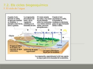 7.2. Els cicles biogeoquímics
5. El cicle de l‘aigua
 