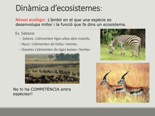Ex. Sabana:
 Zebres: s’alimenten tiges altes dels matolls.
Nyus: s’alimenten de fulles i beines.
Gaseles s’alimenten de tiges baixes i herbes
Dinàmica d’ecosistemes:
Nínxol ecològic: L’àmbit en el que una espècie es
desenvolupa millor i la funció que fa dins un ecosistema.
No hi ha COMPETÈNCIA entre
espècies!!
 