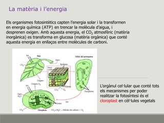 La matèria i l’energia
Els organismes fotosintètics capten l’energia solar i la transformen
en energia química (ATP) en trencar la molècula d’aigua, i
desprenen oxigen. Amb aquesta energia, el CO2 atmosfèric (matèria
inorgànica) es transforma en glucosa (matèria orgànica) que conté
aquesta energia en enllaços entre molècules de carboni.
L’orgànul cel·lular que conté tots
els mecanismes per poder
realitzar la fotosíntesi és el
cloroplast en cèl·lules vegetals
 