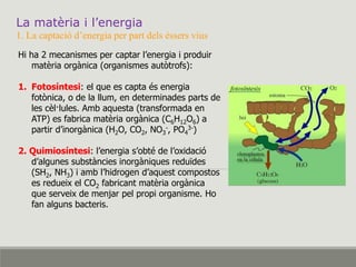 La matèria i l’energia
1. La captació d’energia per part dels éssers vius
Hi ha 2 mecanismes per captar l’energia i produir
matèria orgànica (organismes autòtrofs):
1. Fotosíntesi: el que es capta és energia
fotònica, o de la llum, en determinades parts de
les cèl·lules. Amb aquesta (transformada en
ATP) es fabrica matèria orgànica (C6H12O6) a
partir d’inorgànica (H2O, CO2, NO3
-, PO4
3-)
2. Quimiosíntesi: l’energia s’obté de l’oxidació
d’algunes substàncies inorgàniques reduïdes
(SH2, NH3) i amb l’hidrogen d’aquest compostos
es redueix el CO2 fabricant matèria orgànica
que serveix de menjar pel propi organisme. Ho
fan alguns bacteris.
 