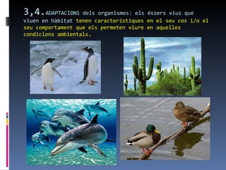 3,4.ADAPTACIONS    dels organismes: els éssers vius que
viuen en hàbitat tenen característiques en el seu cos i/o el
seu comportament que els permeten viure en aquelles
condicions ambientals.
 