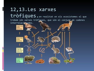 12,13.Les xarxes
tròfiques.en realitat en els ecosistemes el que
trobem són xarxes tròfiques, que són el conjunt de cadenes
interrelacionades.
 