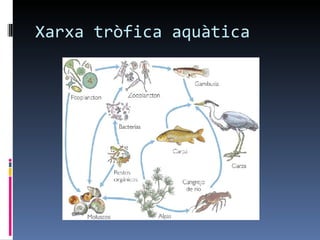 Xarxa tròfica aquàtica
 