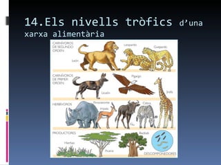 14.Els nivells tròfics   d’una
xarxa alimentària
 