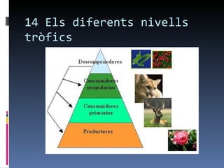 14 Els diferents nivells
tròfics
 