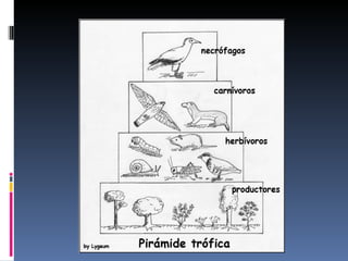 Ecosistemes.bioformigueta