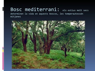 Bosc mediterrani:                       els estius molt secs
determinen la vida en aquests boscos, les temperautessón
mitjanes
 