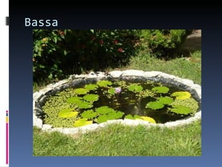 Bassa
 