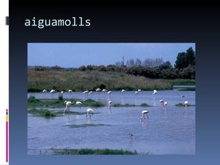 aiguamolls
 