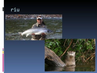 riu
 