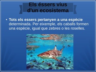 Els éssers vius
d'un ecosistema
● Tots els essers pertanyen a una espècie
determinada. Per eixemple, els caballs formen
una espècie, igual que zebres o les roselles.
 
