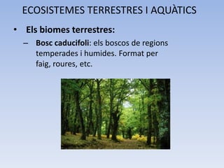 ECOSISTEMES TERRESTRES I AQUÀTICS
• Els biomes terrestres:
– Bosc caducifoli: els boscos de regions
temperades i humides. Format per
faig, roures, etc.

 