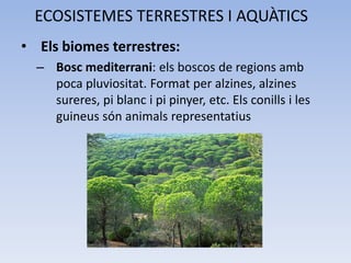 ECOSISTEMES TERRESTRES I AQUÀTICS
• Els biomes terrestres:
– Bosc mediterrani: els boscos de regions amb
poca pluviositat. Format per alzines, alzines
sureres, pi blanc i pi pinyer, etc. Els conills i les
guineus són animals representatius

 