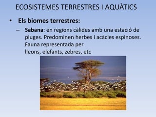 ECOSISTEMES TERRESTRES I AQUÀTICS
• Els biomes terrestres:
– Sabana: en regions càlides amb una estació de
pluges. Predominen herbes i acàcies espinoses.
Fauna representada per
lleons, elefants, zebres, etc

 