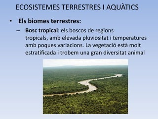 ECOSISTEMES TERRESTRES I AQUÀTICS
• Els biomes terrestres:
– Bosc tropical: els boscos de regions
tropicals, amb elevada pluviositat i temperatures
amb poques variacions. La vegetació està molt
estratificada i trobem una gran diversitat animal

 
